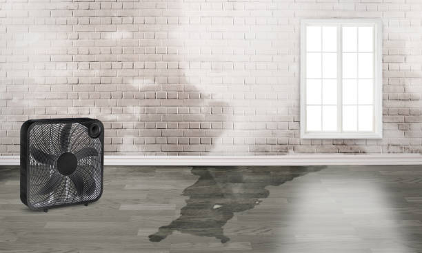 Best Water damage contractors near me  in Comanche, OK